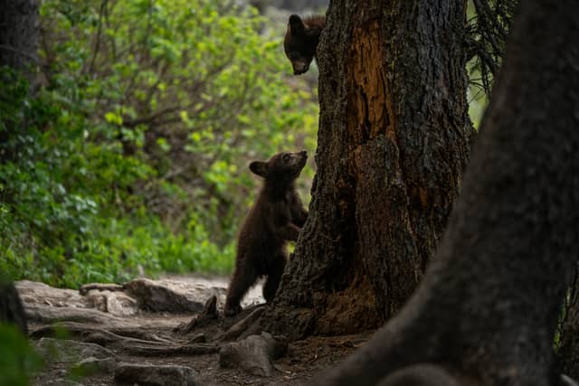 Jenny Lake Trail - Image 1