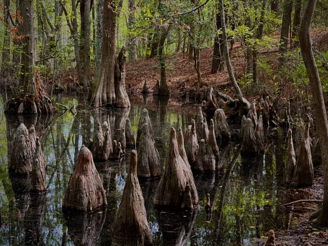 First Landing State Park Cypress Swamps - Image 1