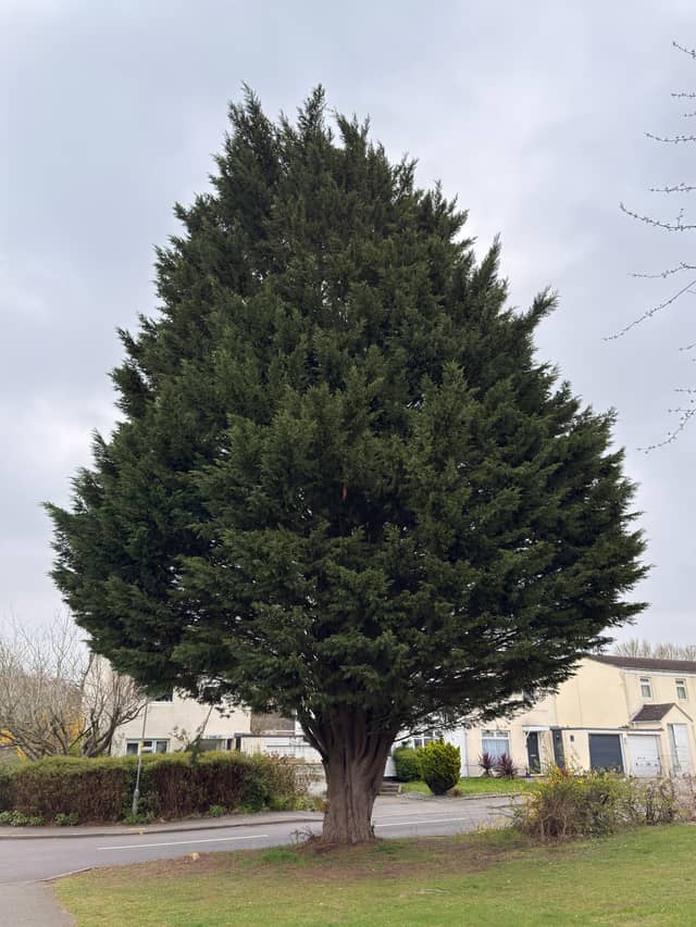 Stantonbury Evergreen - Image 1