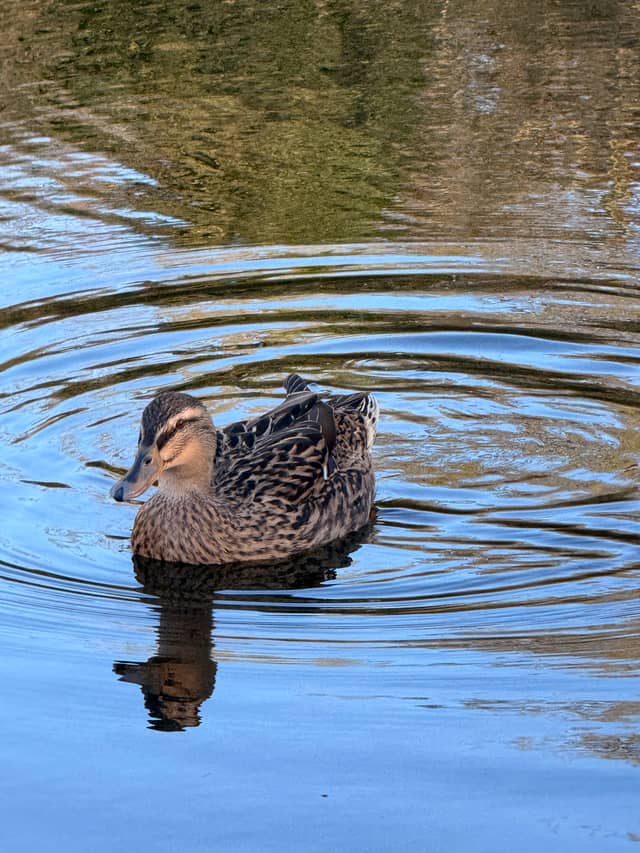 Campbell Park Ponds - Image 1