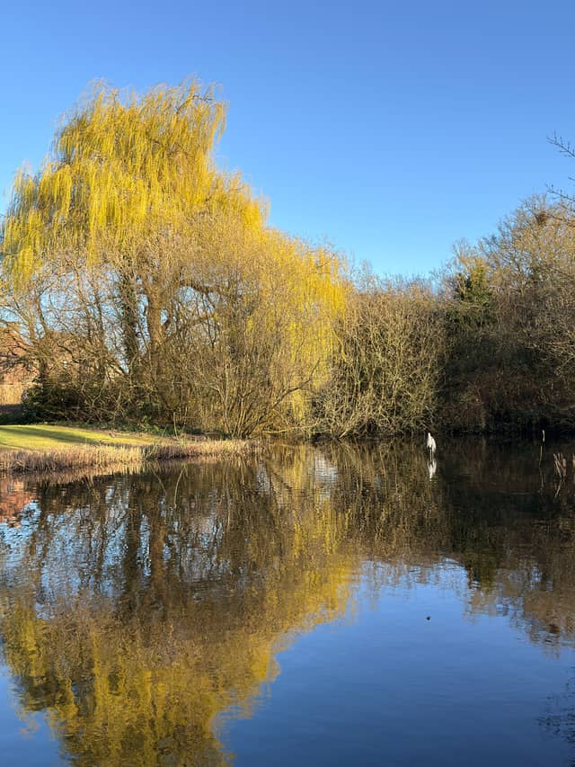 Willow Pond at Great Linford Manor Park - Image 1