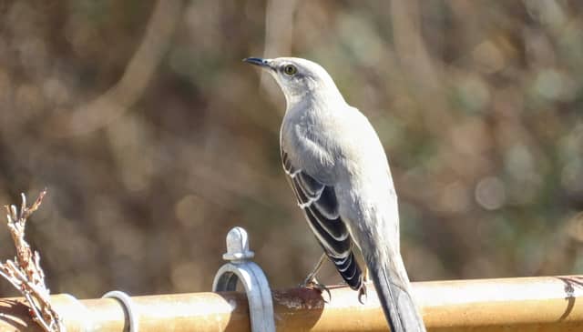 Hamlin Avenue Birding Spot - Image 1