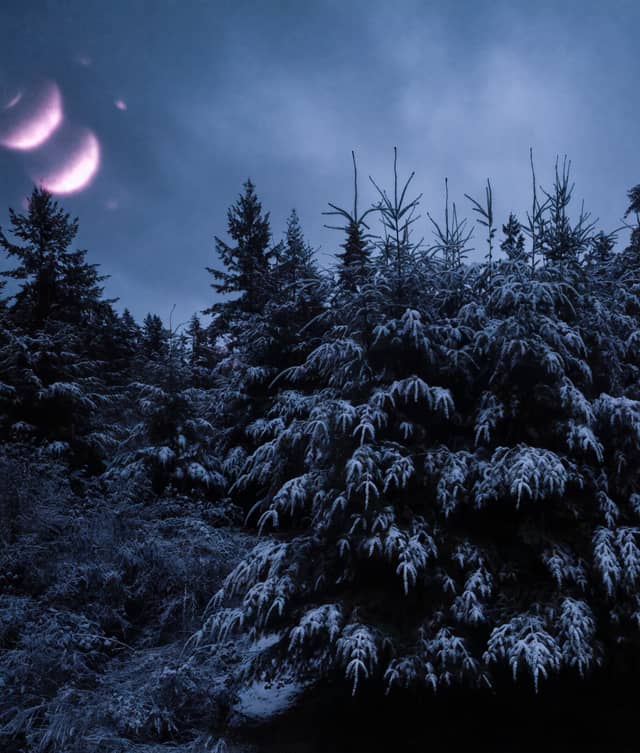 Mount Prevost Forest - Image 1