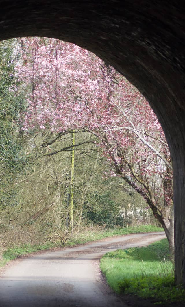 Solihull Railway Arch Blossom Path - Image 1