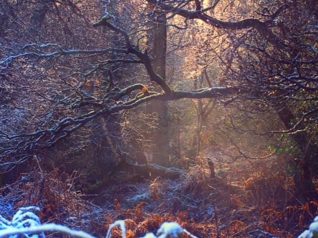 Elmdon Park Woods - Image 1
