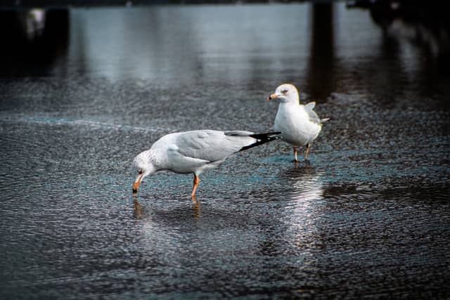 Wantagh Park Coastal Area - Image 1