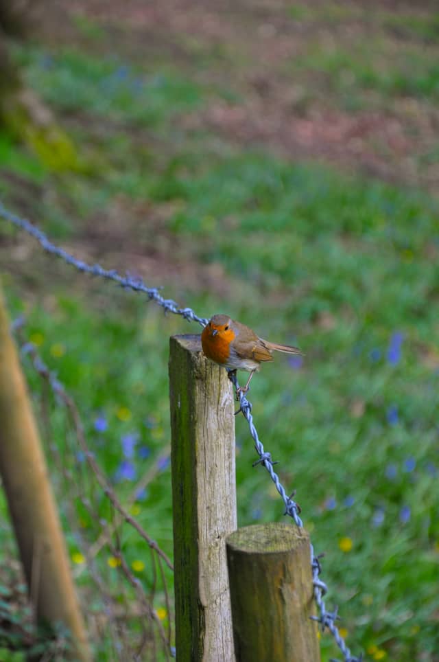 Taxal Countryside Trails - Image 1