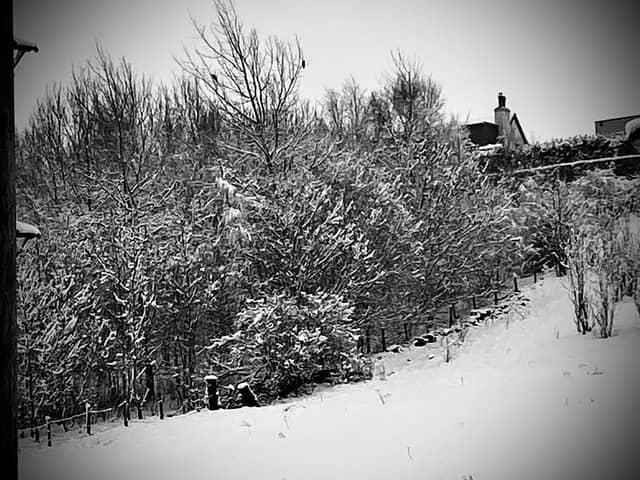 Wrosecliffe Woodland - Image 1