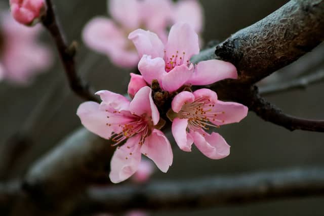 Garland Spring Blossoms - Image 1