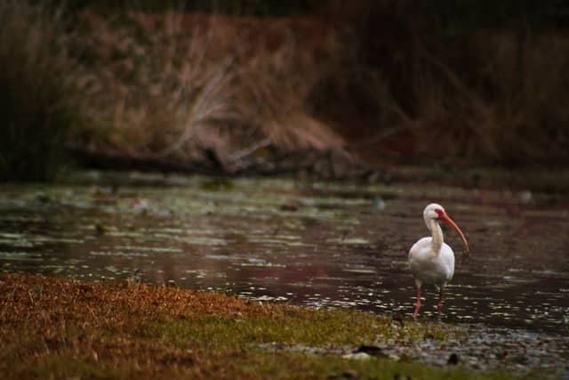 Bonifay Wetland Pond - Image 1