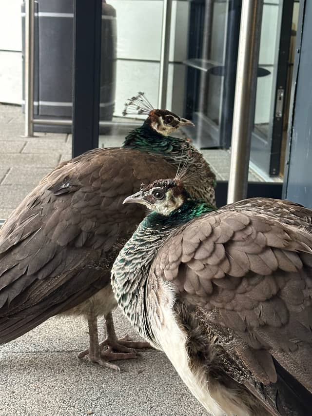 Burnley College Peacocks - Image 1