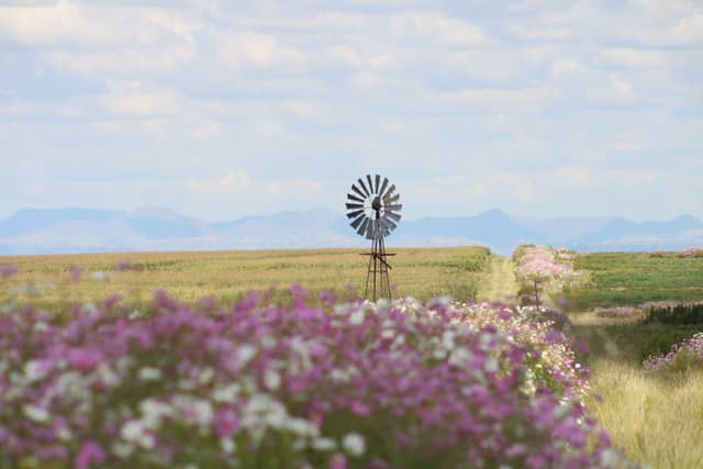 Free State Cosmos Fields - Image 1