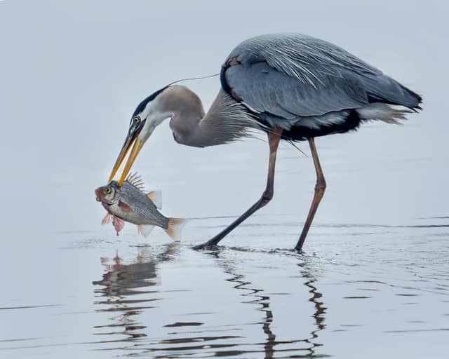 Chincoteague National Wildlife Refuge - Image 1