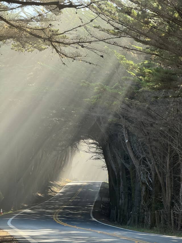 Fort Bragg Cypress Tree Tunnel - Image 1