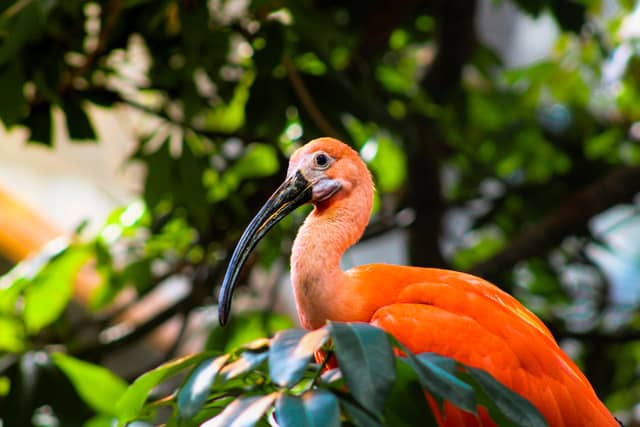 Montréal Biodôme - Image 1