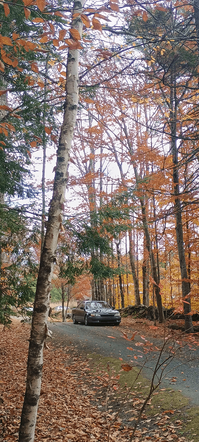 Newport Autumn Forest Road - Image 1