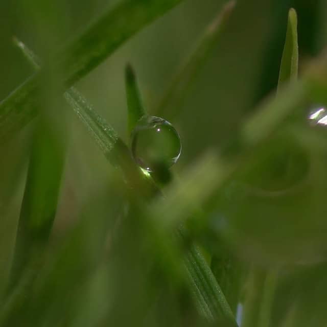 Long Beach Coastal Greenery - Image 1