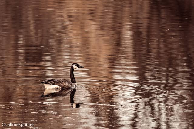 Pickering Nature Pond - Image 1