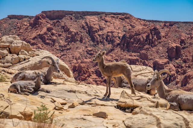 Valley of Fire State Park - Image 1