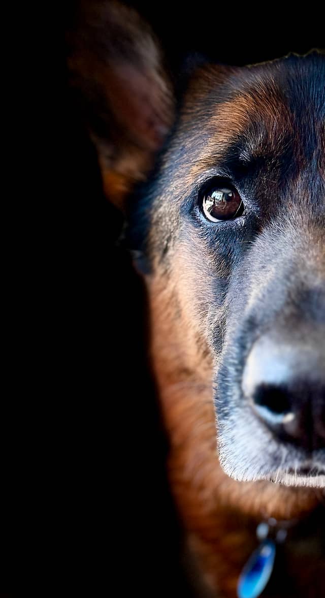 Leeston Pet Portrait Studio - Image 1