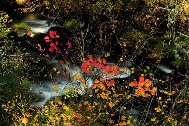 Upper Rogue River Rapids - Image 1
