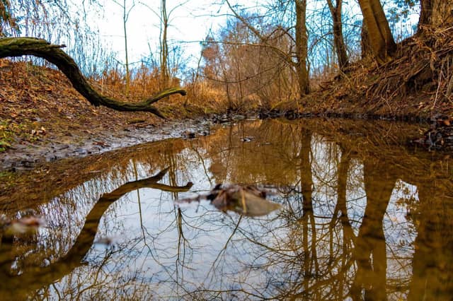 Purple Leaf Lane Wooded Stream - Image 1