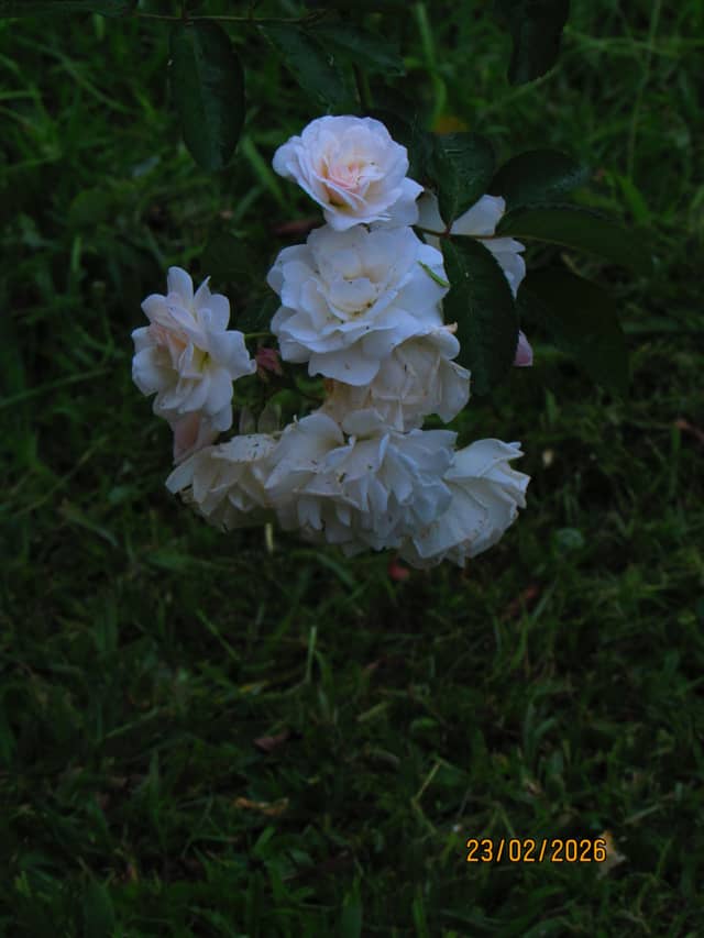 Vassouras Rose Garden - Image 1