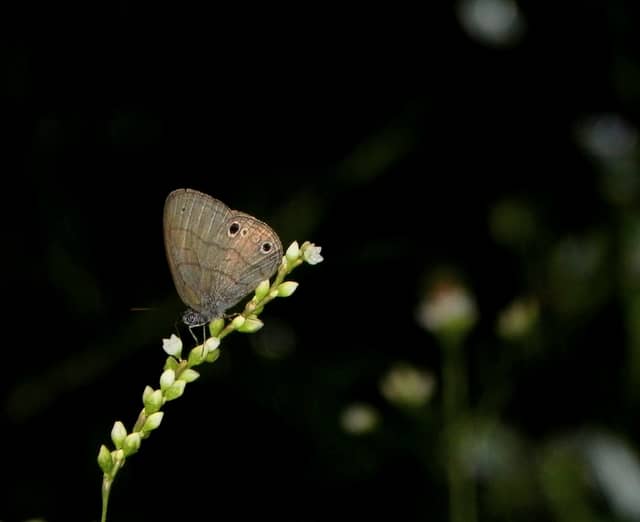 Taylorsville Rural Meadow - Image 1