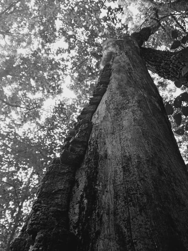 Poplar Valley Woods - Image 1