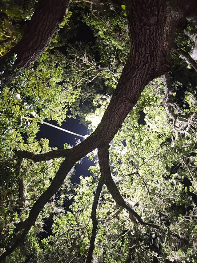 Gainesville Live Oak Canopy - Image 1