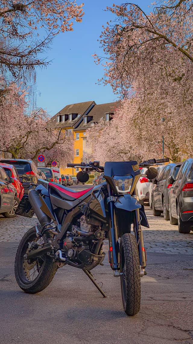 Kieler Straße Cherry Blossoms - Image 1