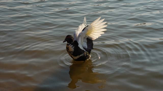 Ballard Park Lake - Image 1