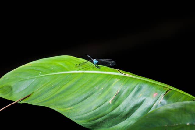 Manuel Antonio National Park - Image 1