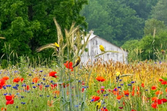 Amish Country Wildflower Meadow - Image 1