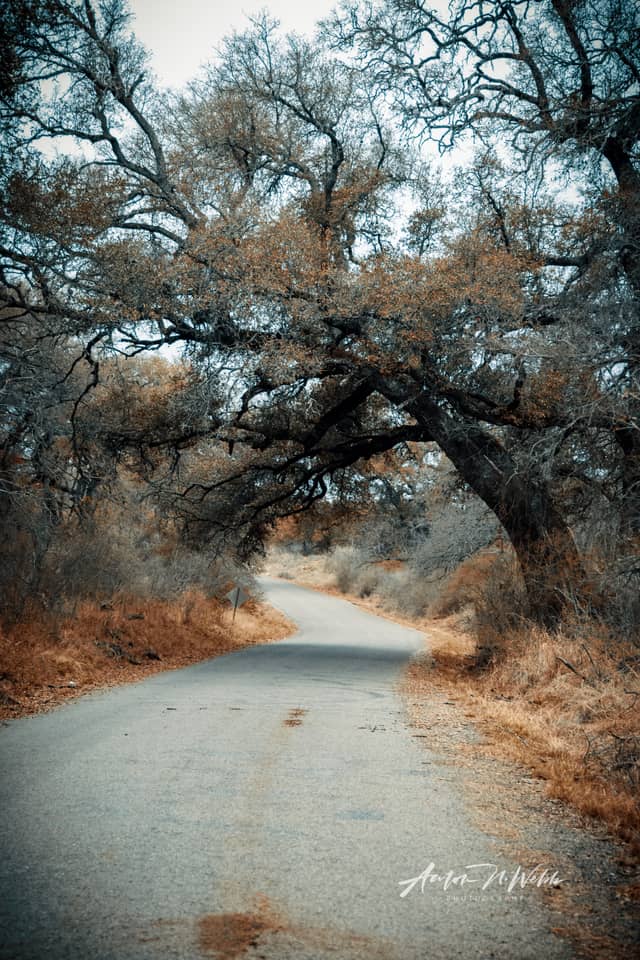Llano Oak Canopy Road - Image 1