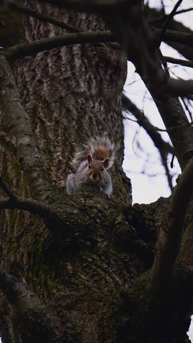 Riverdale Suburban Wildlife Spot - Image 1