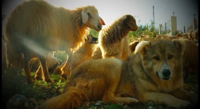 Ehden Mountain Pastures - Image 1