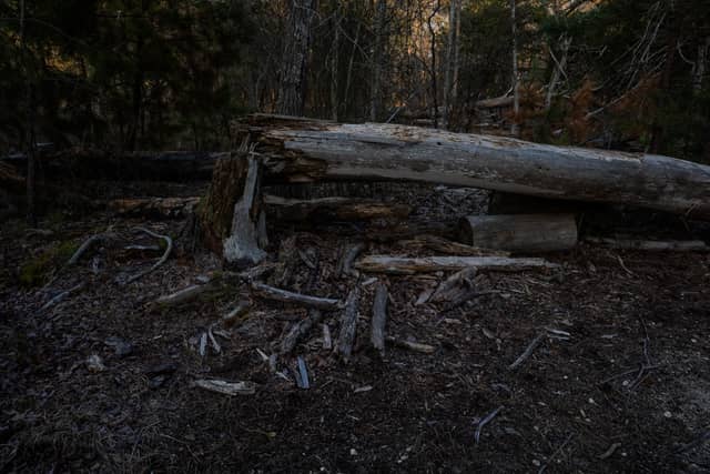 Cattus Island County Park Woodland - Image 1