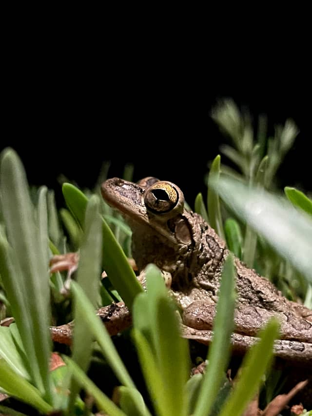 Sarasota Garden Macro Spot - Image 1
