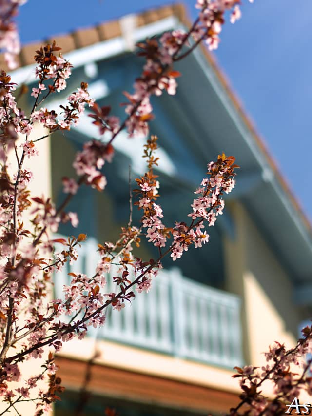 Soues Spring Blossoms - Image 1