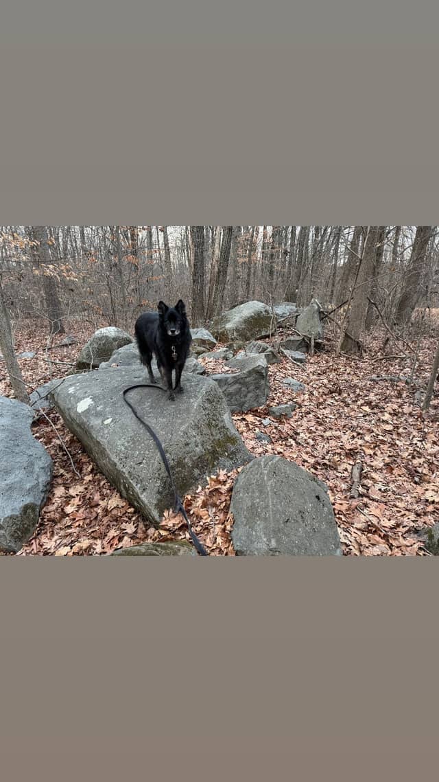 Woodfield Reservation Boulder Field - Image 1