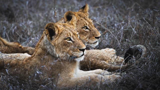Kruger National Park - Image 1