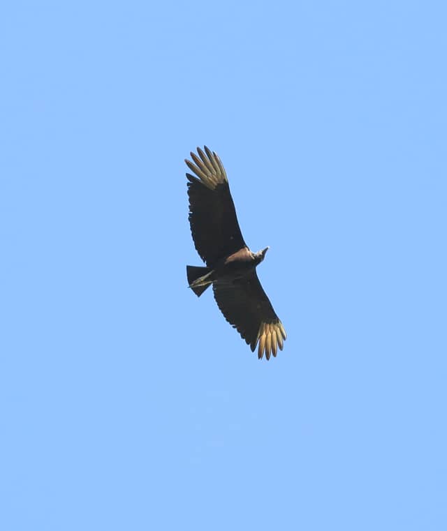 Nosara Coastal Skies - Image 1