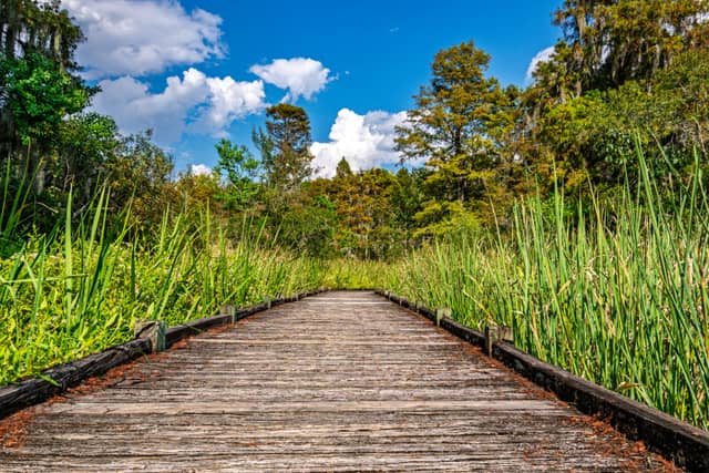 Old Santee Canal Park Boardwalk - Image 1