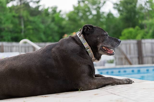 Moncks Corner Backyard Pool - Image 1