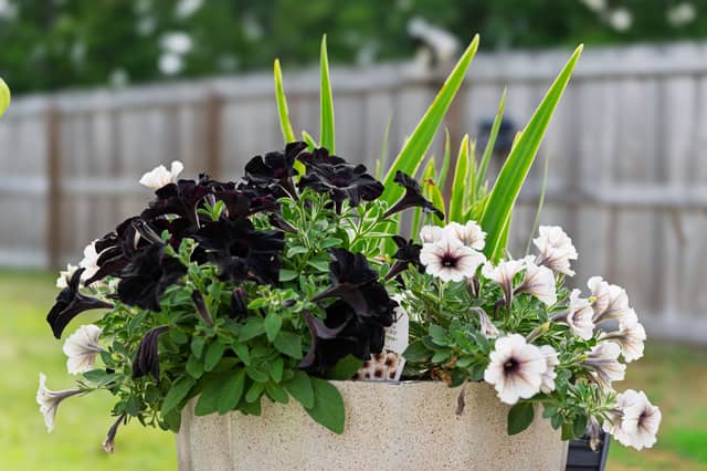 Moncks Corner Garden Display - Image 1