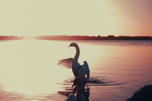 Lough Ennell Shoreline - Image 1