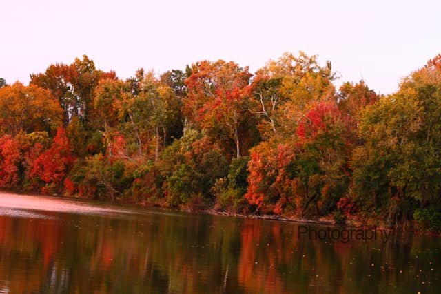 Savannah River Autumn Bank - Image 1