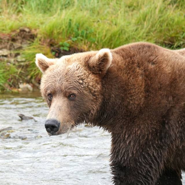 Brooks River Bear Viewing - Image 1