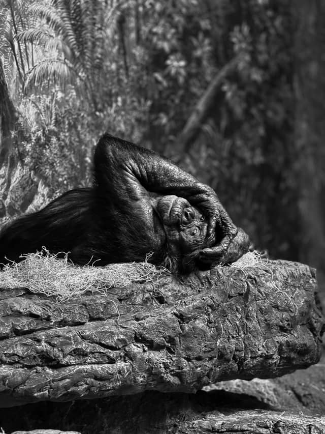 Cincinnati Zoo & Botanical Garden - Image 1